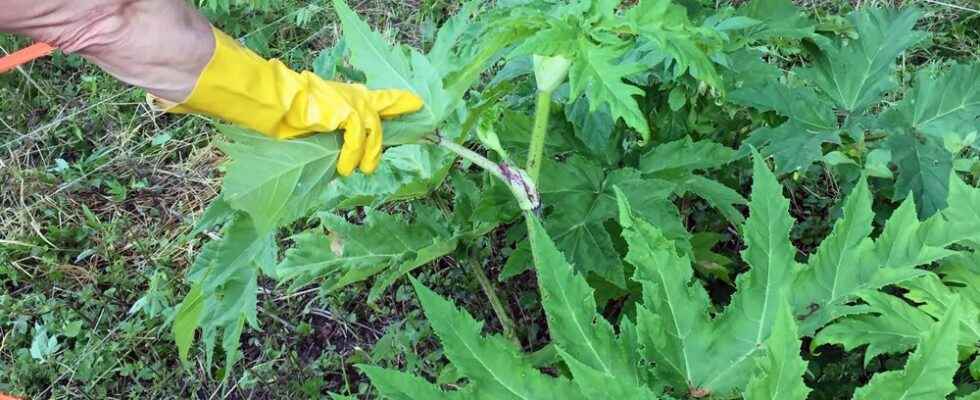 Urgent action sought on giant hogweed