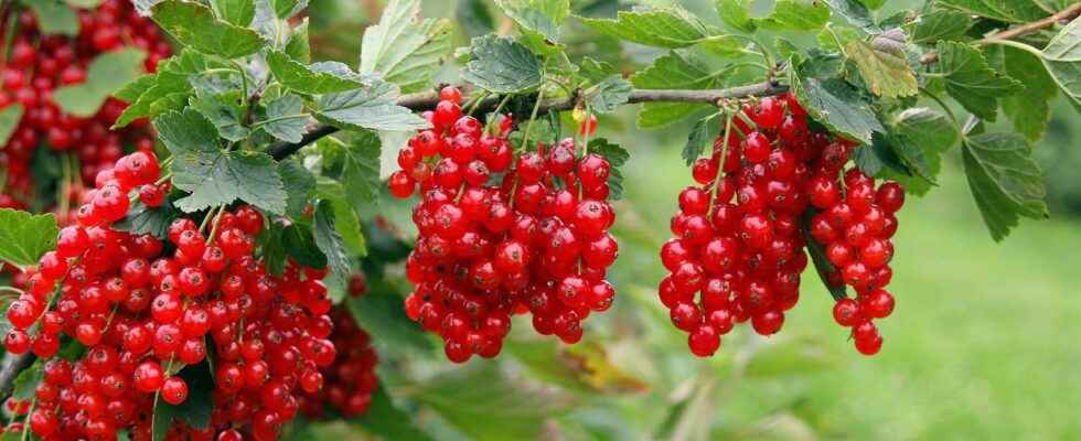 When and how to plant a currant tree