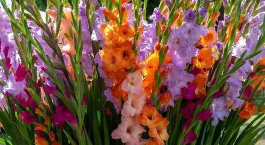 When and how to plant gladioli