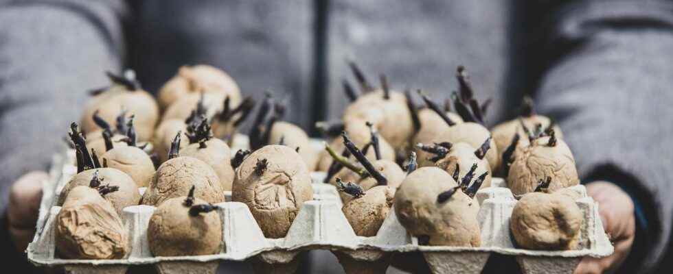 When and how to sprout potato tubers