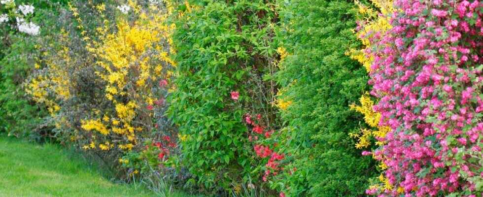 Which spring flowering shrubs to choose