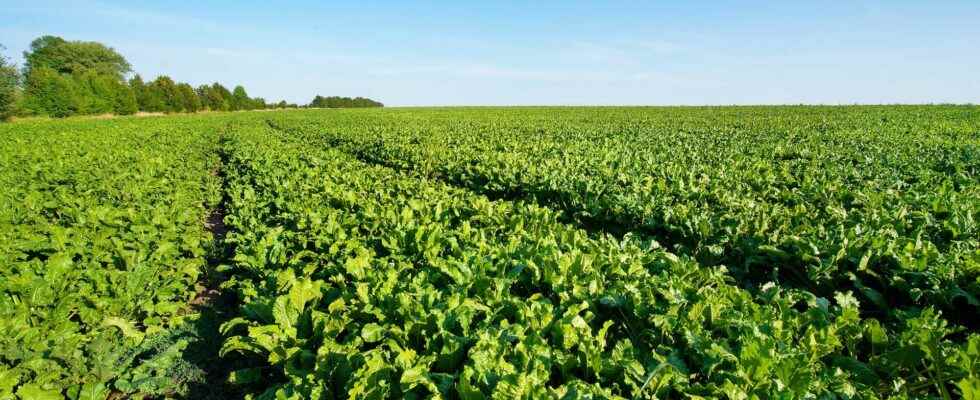 Why isnt organic sugar beet growing faster in France