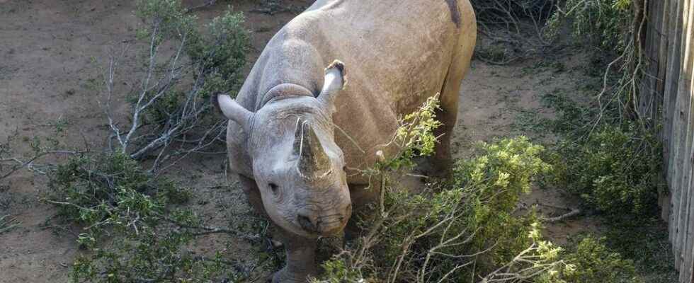 World Bank bond issue to save South Africas rhinos