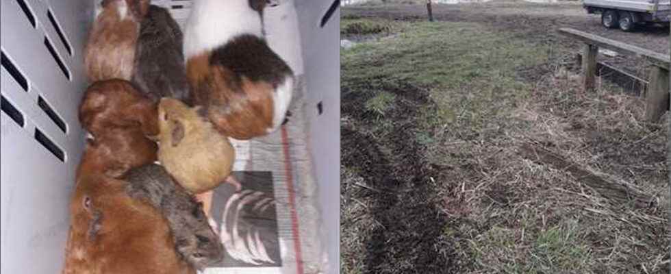 Young guinea pigs dumped at Oudewater Animal ambulance driver was