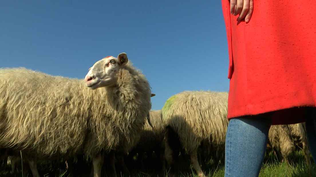 Sheep on the Heuvelrug see the arrival of the wolf with sorrow