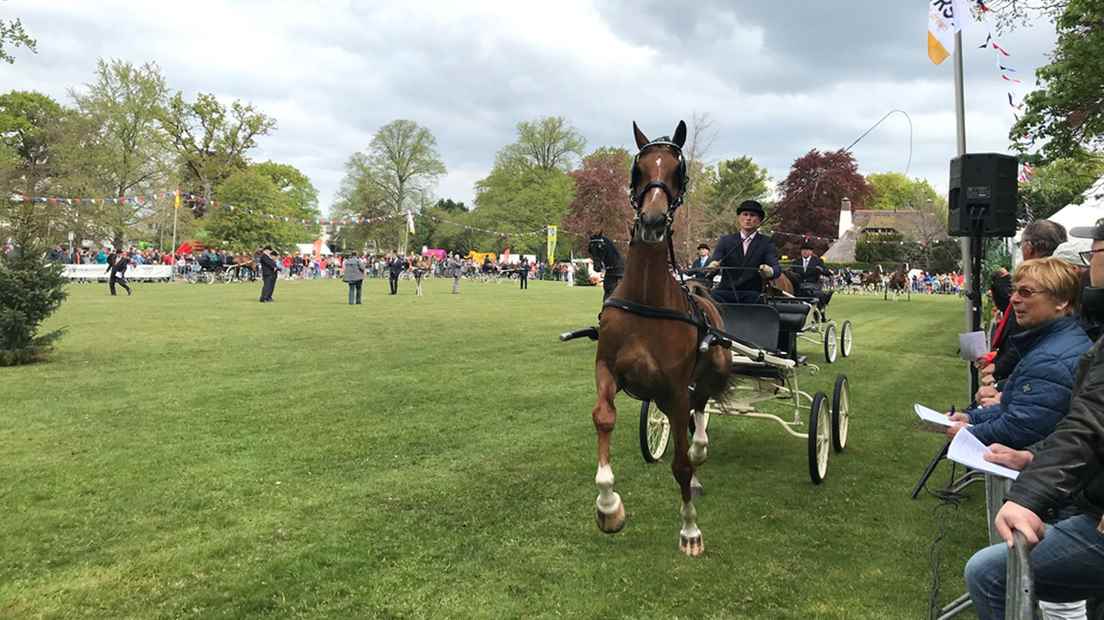 The traditional horse competition was organized in Bilthoven this morning for the 39th time.