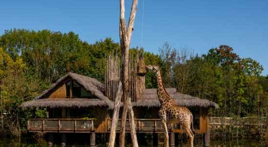 A safari in Kenya in Loire Atlantique