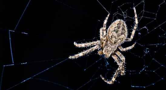 Animals of science spiders use their web to hear better