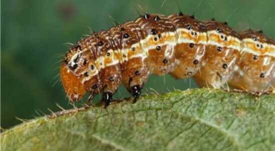 Autumn processionary caterpillar the FAO maintains its alert system