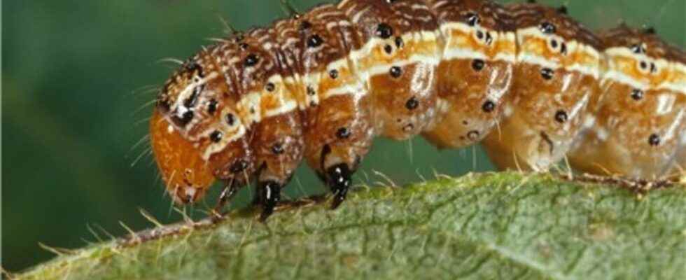 Autumn processionary caterpillar the FAO maintains its alert system