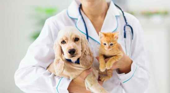 Becoming a veterinarian training opportunities salary