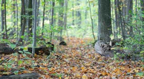 Celebrating 50 years of the Mandaumin Woods Nature Reserve