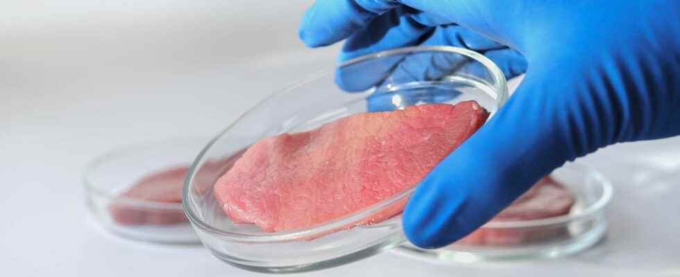 Cultured meat thanks to tobacco