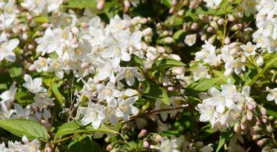 Deutzia what is it