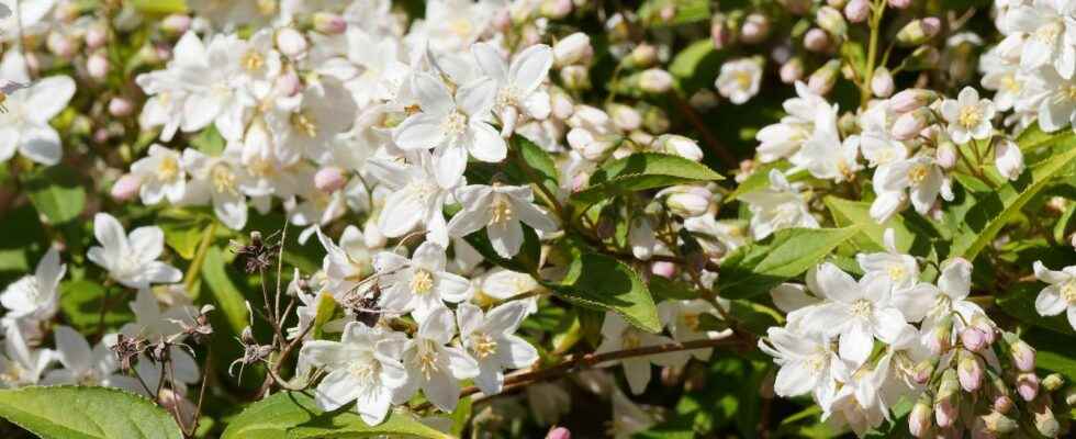 Deutzia what is it