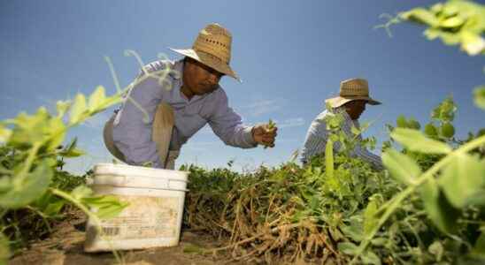 First farms now factories temporary foreign worker program expands