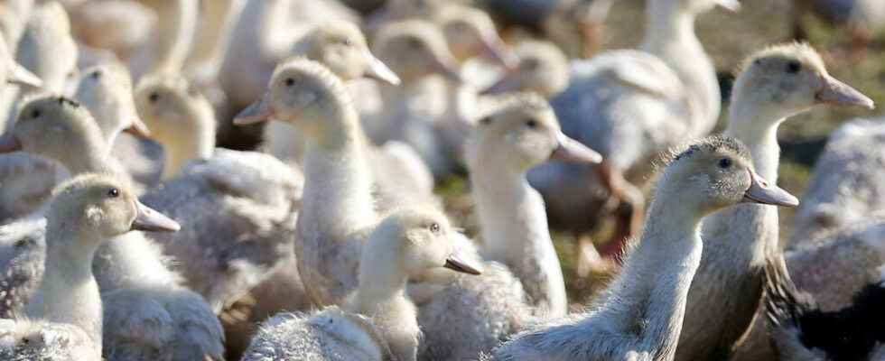 French poultry affected by a major avian flu epizootic