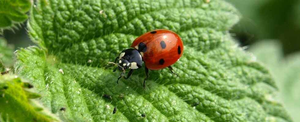 Garden try biological control to replace banned pest control