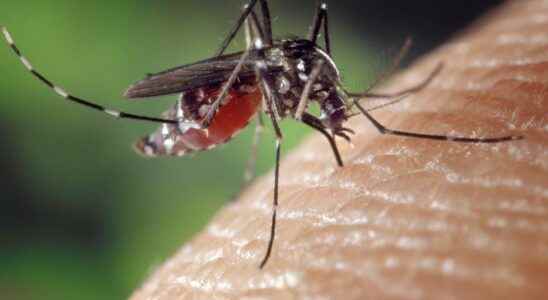 Genetically modified mosquitoes a new experiment in Florida