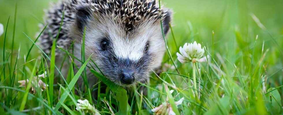 Help scientists identify European hedgehogs