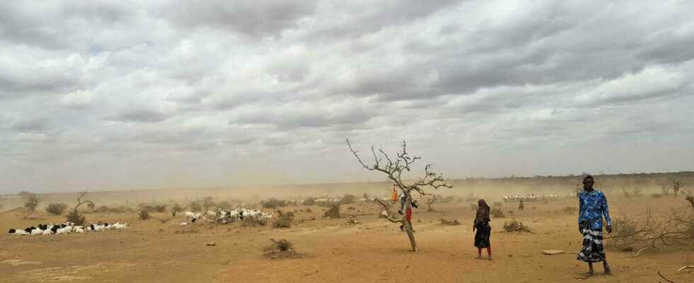 Horn of Africa braces for worst drought in 40 years