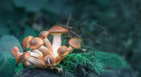 How Magic Mushrooms Can Treat Depression