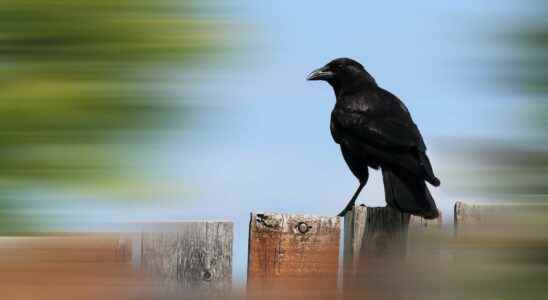 How crows took over the world