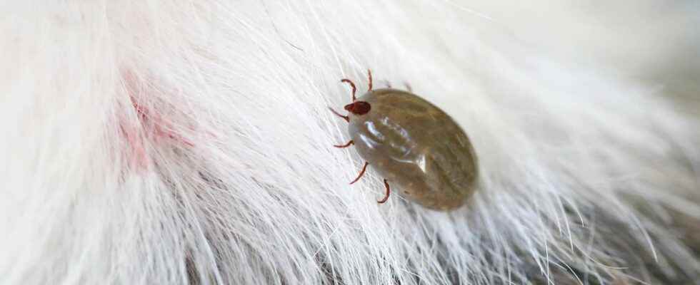 How to remove a tick from your dog