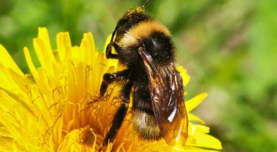 Is the bumblebee the male of the honey bee