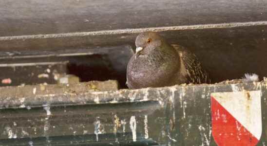 Killing pigeons at Utrecht Centraal under discussion unnecessary or dangerous