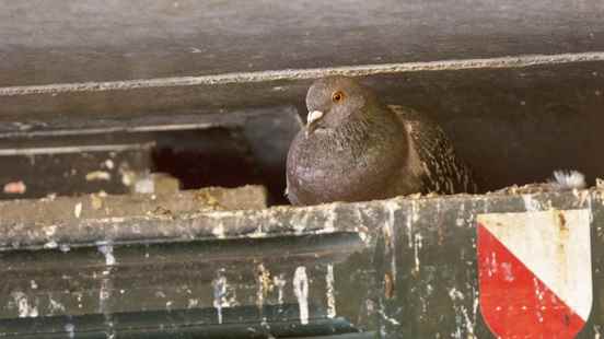 Killing pigeons at Utrecht Centraal under discussion unnecessary or dangerous