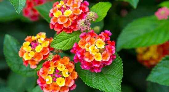 Lantana what is it