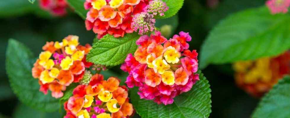 Lantana what is it