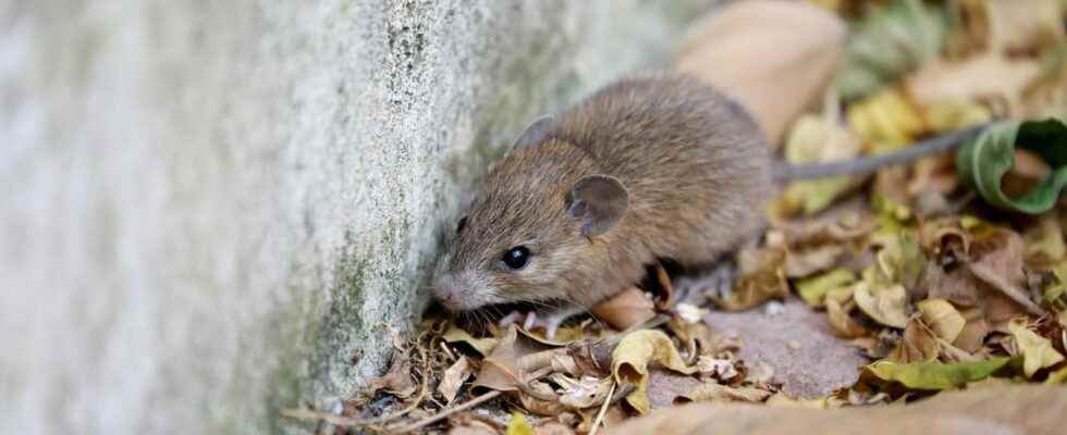 Leptospirosis the ARS warns of cases of this disease transmitted