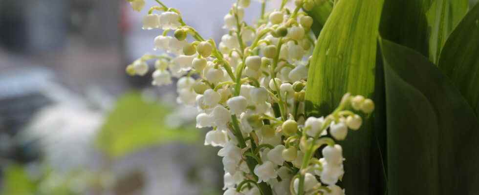 Lily of the valley a lucky charm on May 1st