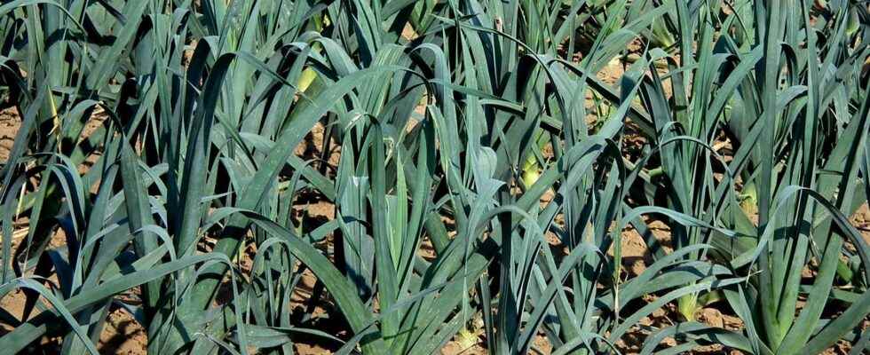 Perpetual vegetables that grow back every year in your vegetable