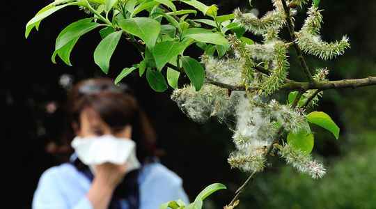 Pollen allergies or Covid 19 how can you tell them apart