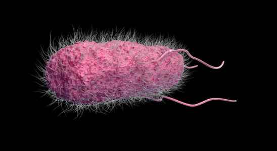 Salmonella Typhimurium what is this salmonella