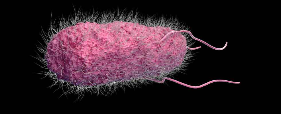 Salmonella Typhimurium what is this salmonella