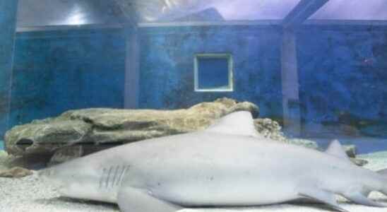 Seaquarium du Grau du Roi prices opening hours everything you need to