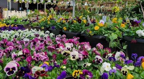 Sipkens Nurseries opening new garden center April 30