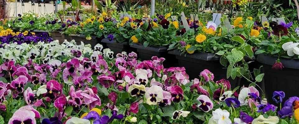 Sipkens Nurseries opening new garden center April 30