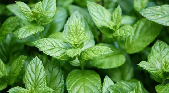 St Antonius Hospital investigates the effect of peppermint in children