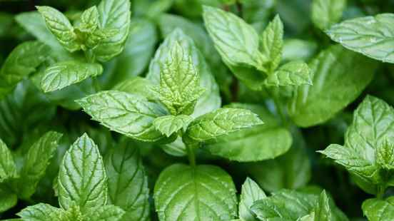 St Antonius Hospital investigates the effect of peppermint in children