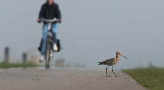 Subsidy for Utrecht farmers who support climate goals extra money