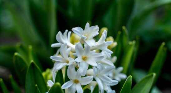 The most cultivated bulb flowers