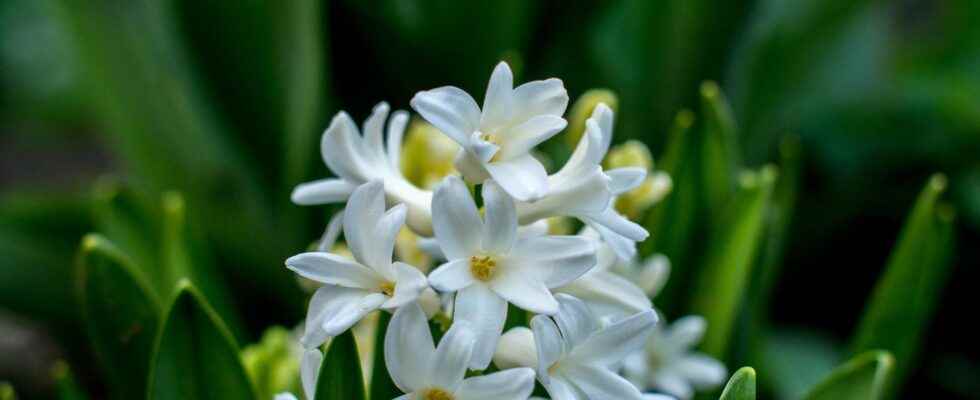 The most cultivated bulb flowers