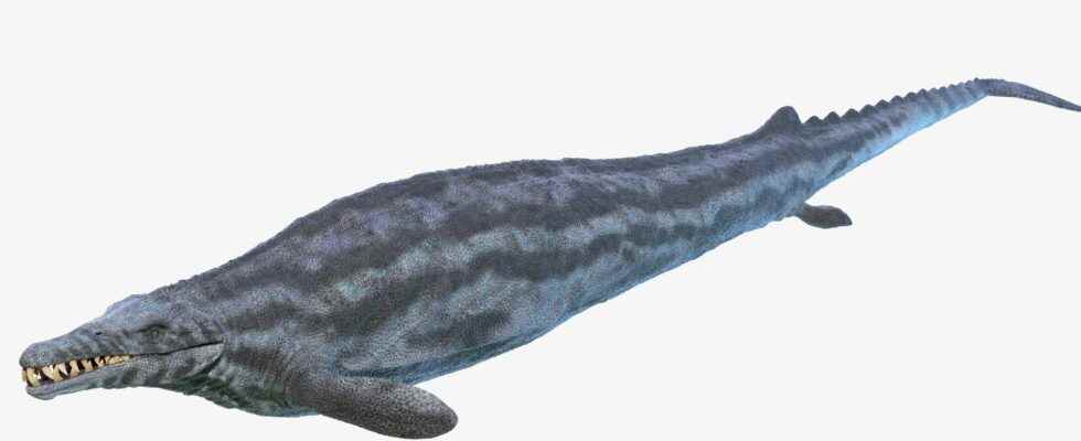 This carnivorous whale terrorized the ocean 36 million years ago