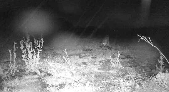 Video wolf near Maartensdijk grabs prey