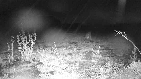 Video wolf near Maartensdijk grabs prey